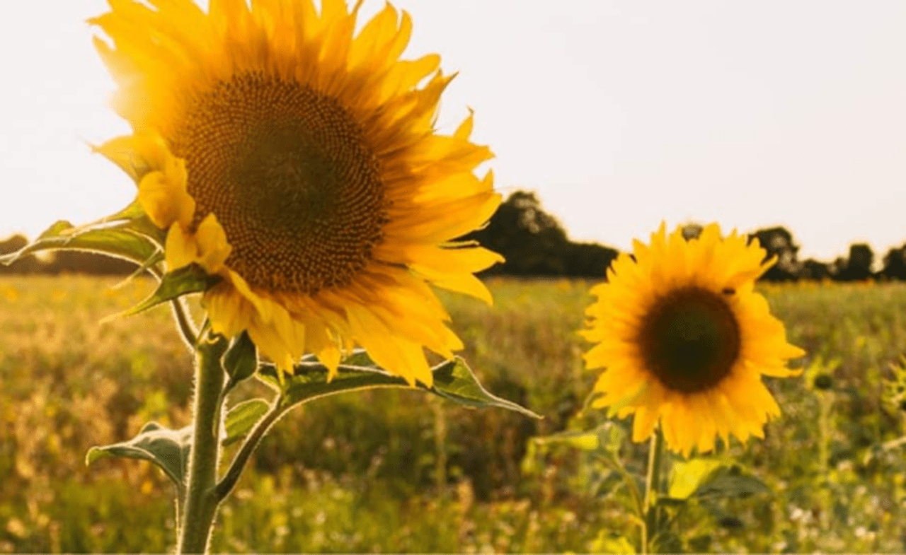 Reports and Policies